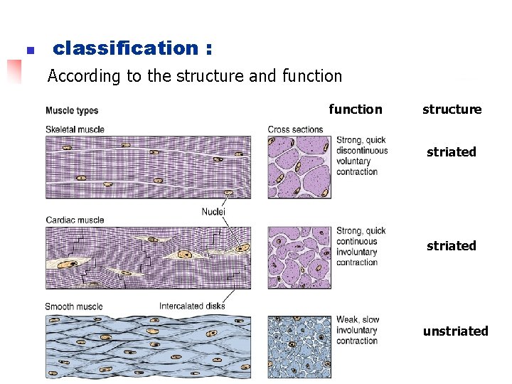 n classification : According to the structure and function structure striated unstriated 