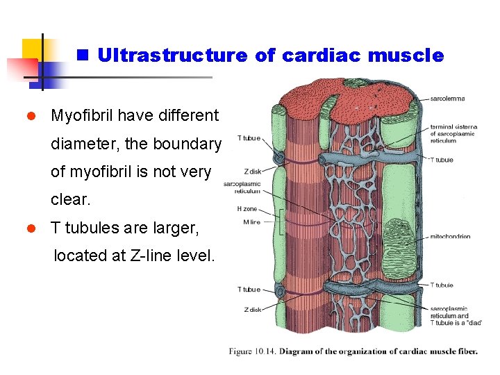 n Ultrastructure of cardiac muscle l Myofibril have different diameter, the boundary of myofibril