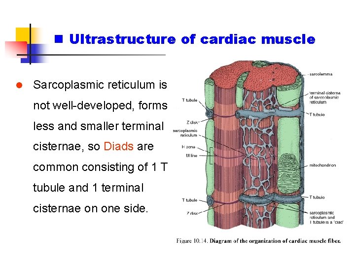 n Ultrastructure of cardiac muscle l Sarcoplasmic reticulum is not well-developed, forms less and