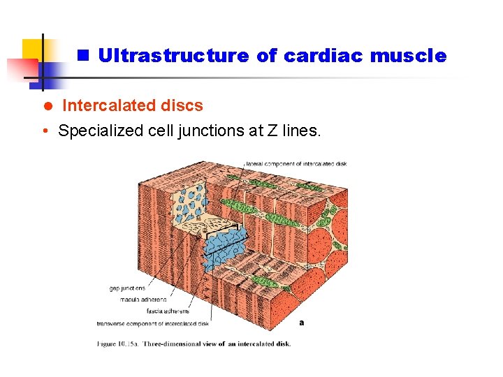 n Ultrastructure of cardiac muscle Intercalated discs • Specialized cell junctions at Z lines.