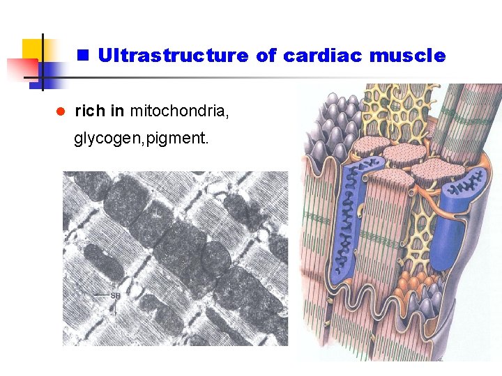 n Ultrastructure of cardiac muscle l rich in mitochondria, glycogen, pigment. 