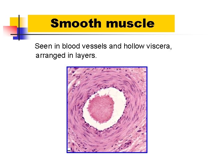 Smooth muscle Seen in blood vessels and hollow viscera, arranged in layers. 