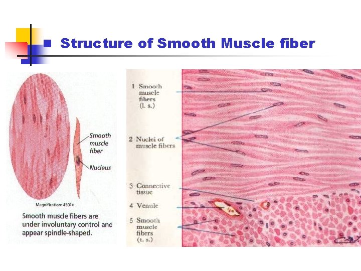 n Structure of Smooth Muscle fiber 