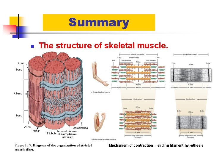 Summary n n n The structure of skeletal muscle. The structure of cardiac muscle.