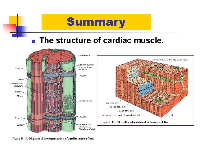 Summary n The structure of cardiac muscle. 