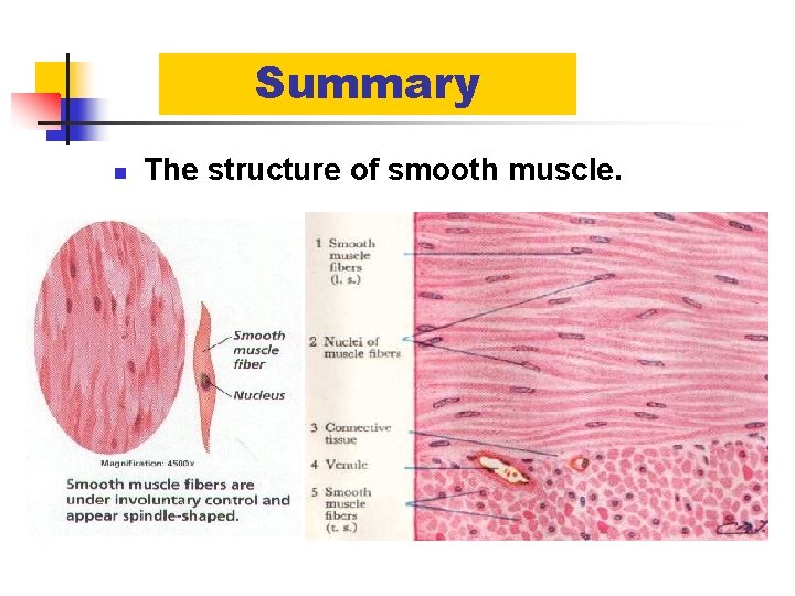 Summary n The structure of smooth muscle. 