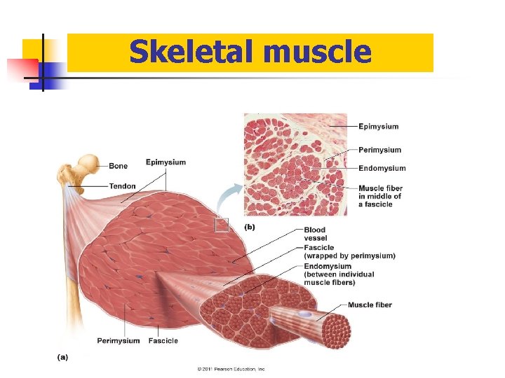 Skeletal muscle 