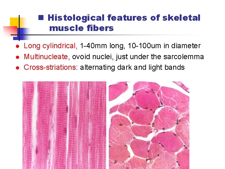 n Histological features of skeletal muscle fibers l l l Long cylindrical, 1 -40