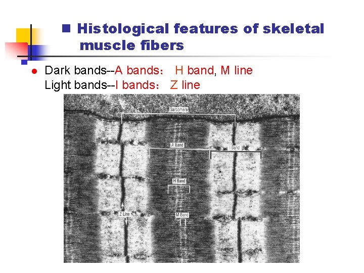 n Histological features of skeletal muscle fibers l Dark bands--A bands： H band, M