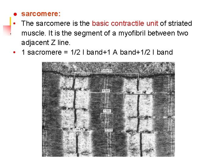 sarcomere: • The sarcomere is the basic contractile unit of striated muscle. It is