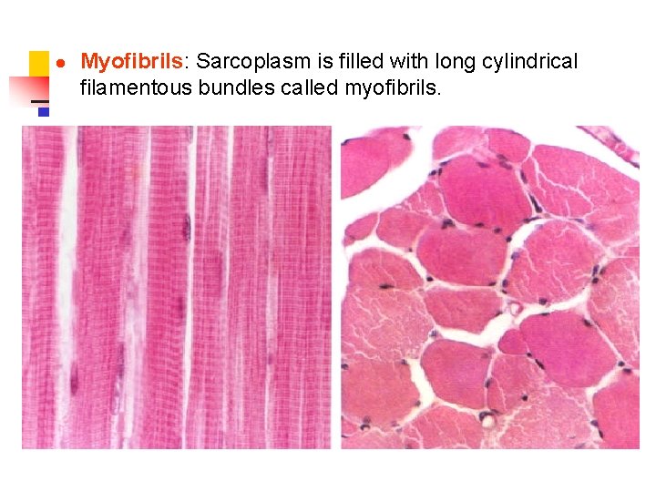 l Myofibrils: Sarcoplasm is filled with long cylindrical filamentous bundles called myofibrils. 