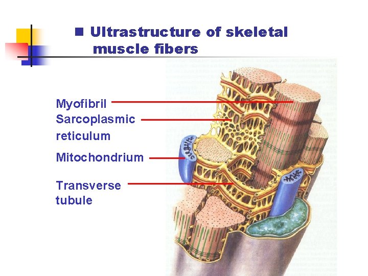 n Ultrastructure of skeletal muscle fibers Myofibril Sarcoplasmic reticulum Mitochondrium Transverse tubule 