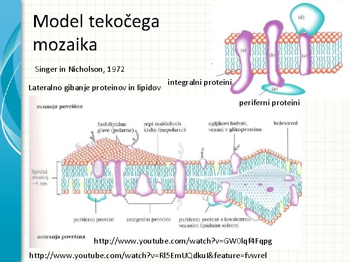 Model tekočega mozaika Singer in Nicholson, 1972 Lateralno gibanje proteinov in lipidov integralni proteini