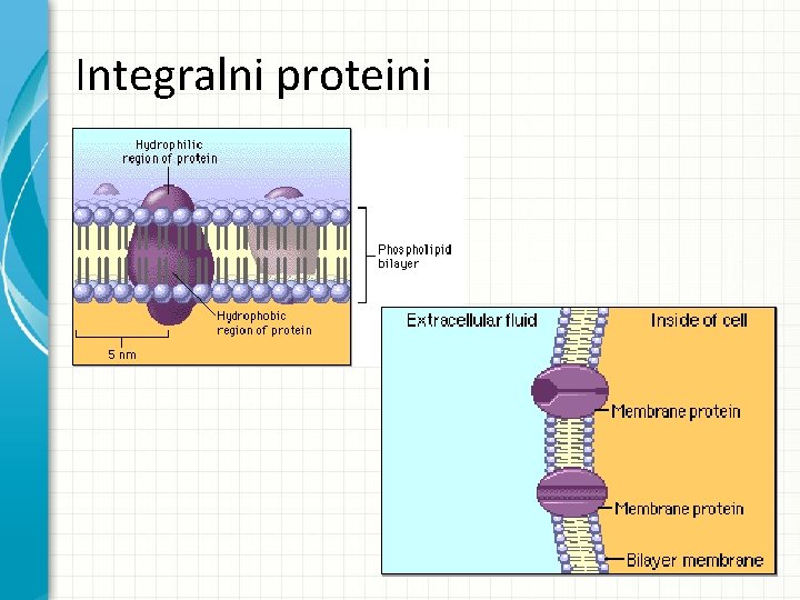 Integralni proteini 