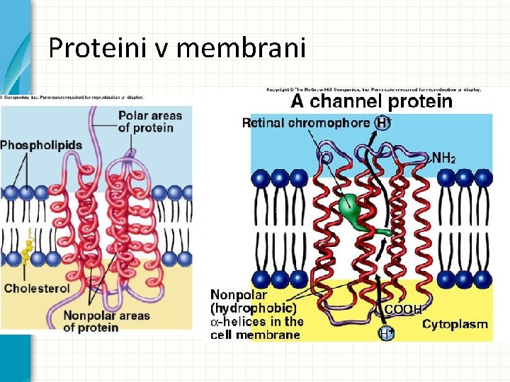 Proteini v membrani 