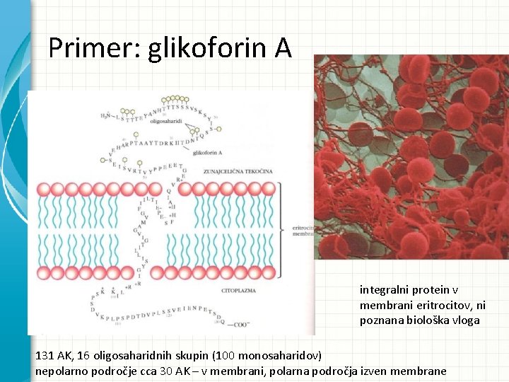 Primer: glikoforin A integralni protein v membrani eritrocitov, ni poznana biološka vloga 131 AK, Primer: glikoforin A integralni protein v membrani eritrocitov, ni poznana biološka vloga 131 AK,