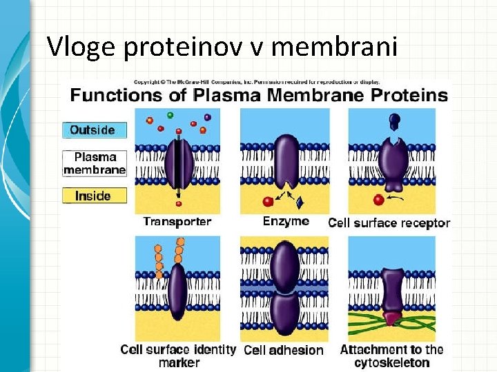 Vloge proteinov v membrani 