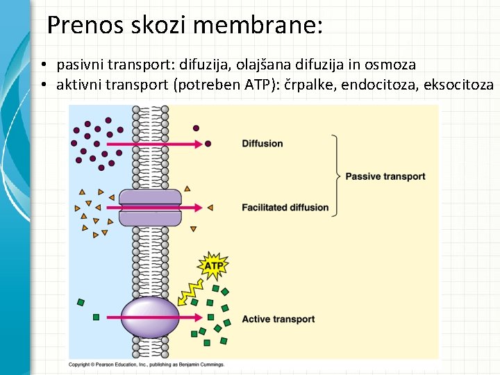 Prenos skozi membrane: • pasivni transport: difuzija, olajšana difuzija in osmoza • aktivni transport