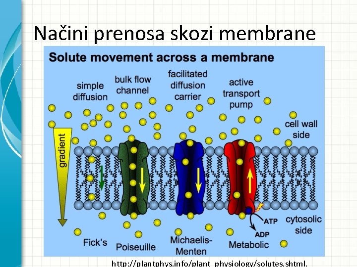 Načini prenosa skozi membrane http: //plantphys. info/plant_physiology/solutes. shtml. 