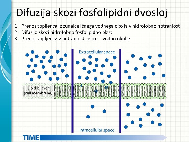 Difuzija skozi fosfolipidni dvosloj 1. Prenos topljenca iz zunajceličnega vodnega okolja v hidrofobno notranjost Difuzija skozi fosfolipidni dvosloj 1. Prenos topljenca iz zunajceličnega vodnega okolja v hidrofobno notranjost