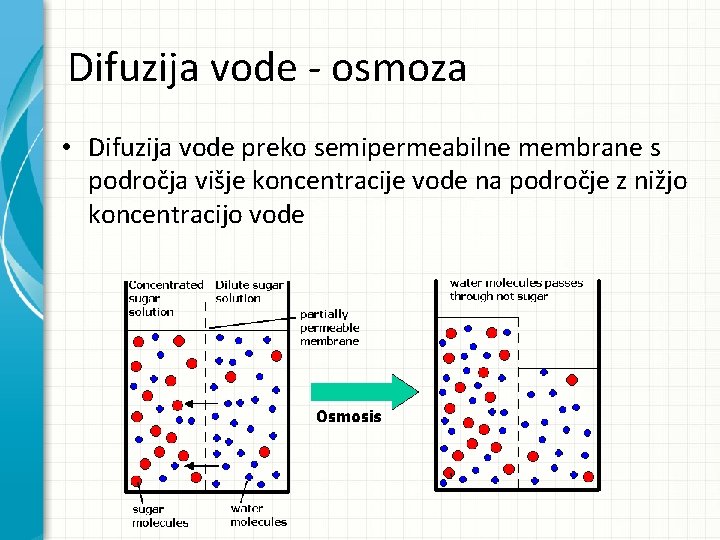 Difuzija vode - osmoza • Difuzija vode preko semipermeabilne membrane s področja višje koncentracije