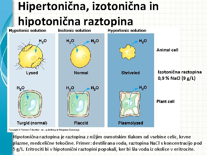 Hipertonična, izotonična in hipotonična raztopina Izotonična raztopina 0, 9 % Na. Cl (9 g/L)