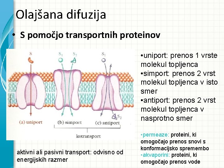 Olajšana difuzija • S pomočjo transportnih proteinov • uniport: prenos 1 vrste molekul topljenca Olajšana difuzija • S pomočjo transportnih proteinov • uniport: prenos 1 vrste molekul topljenca