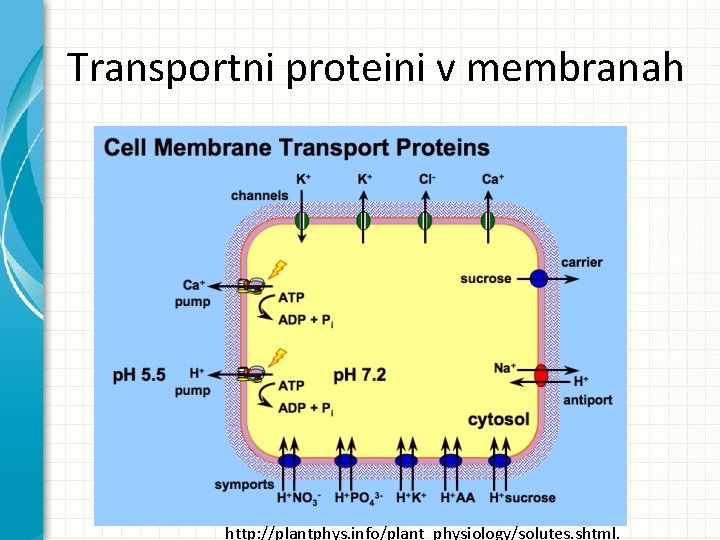 Transportni proteini v membranah http: //plantphys. info/plant_physiology/solutes. shtml. Transportni proteini v membranah http: //plantphys. info/plant_physiology/solutes. shtml.