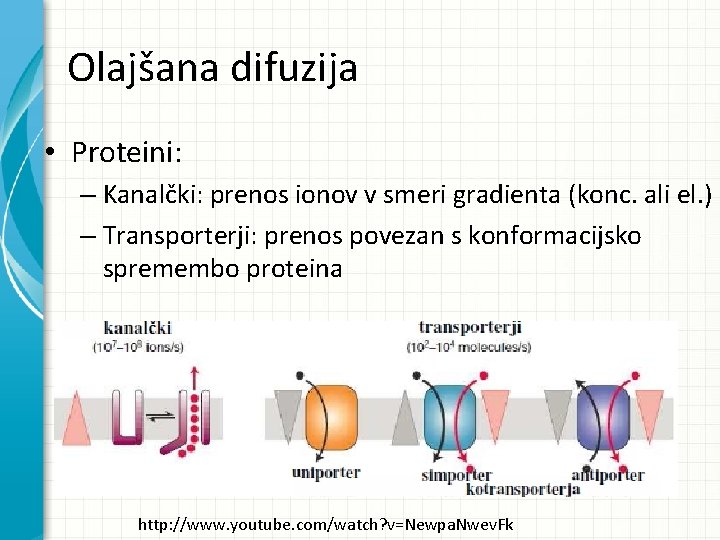 Olajšana difuzija • Proteini: – Kanalčki: prenos ionov v smeri gradienta (konc. ali el.