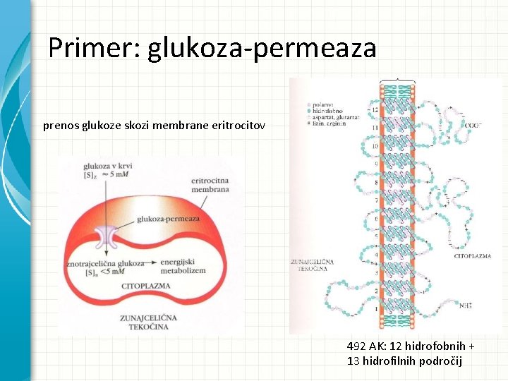 Primer: glukoza-permeaza prenos glukoze skozi membrane eritrocitov 492 AK: 12 hidrofobnih + 13 hidrofilnih