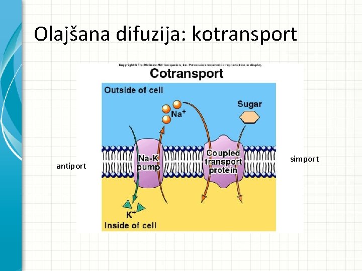 Olajšana difuzija: kotransport antiport simport Olajšana difuzija: kotransport antiport simport
