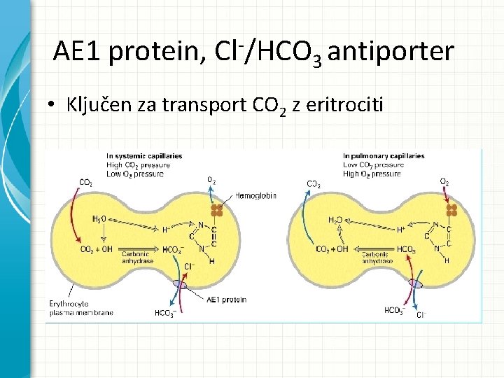 AE 1 protein, Cl-/HCO 3 antiporter • Ključen za transport CO 2 z eritrociti