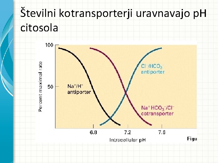 Številni kotransporterji uravnavajo p. H citosola Številni kotransporterji uravnavajo p. H citosola