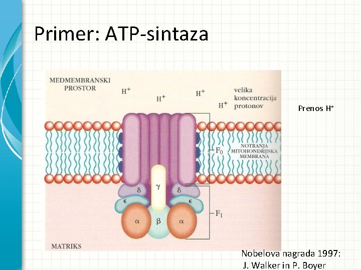 Primer: ATP-sintaza Prenos H+ Nobelova nagrada 1997: J. Walker in P. Boyer 