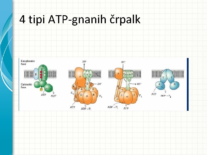 4 tipi ATP-gnanih črpalk 