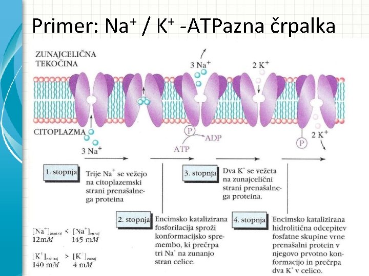 + + Primer: Na / K -ATPazna črpalka 