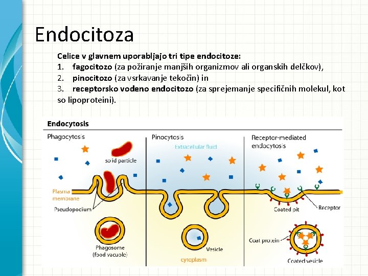 Endocitoza Celice v glavnem uporabljajo tri tipe endocitoze: 1. fagocitozo (za požiranje manjših organizmov