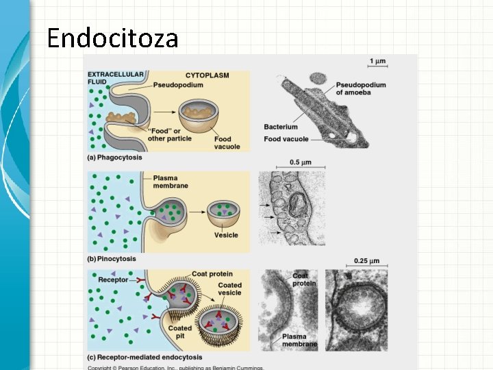 Endocitoza 