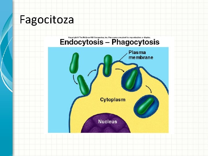 Fagocitoza 