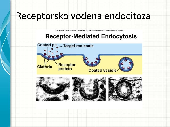 Receptorsko vodena endocitoza Receptorsko vodena endocitoza