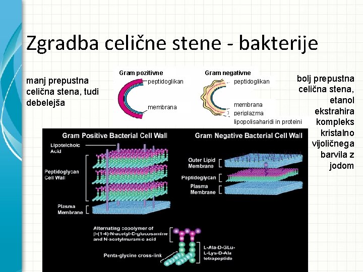 Zgradba celične stene - bakterije manj prepustna celična stena, tudi debelejša Gram pozitivne peptidoglikan