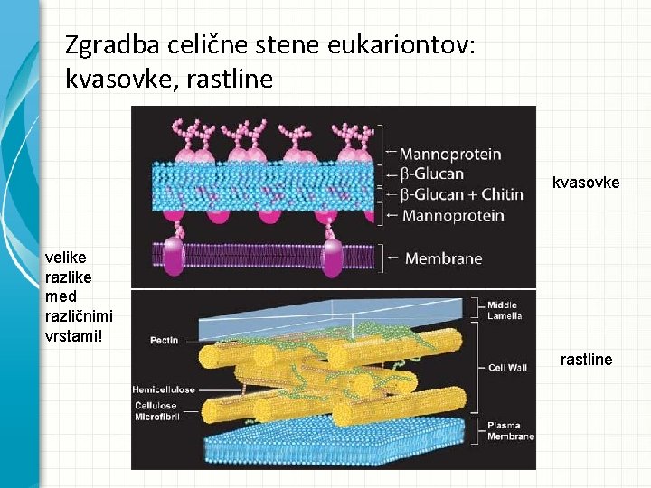 Zgradba celične stene eukariontov: kvasovke, rastline kvasovke velike razlike med različnimi vrstami! rastline Zgradba celične stene eukariontov: kvasovke, rastline kvasovke velike razlike med različnimi vrstami! rastline