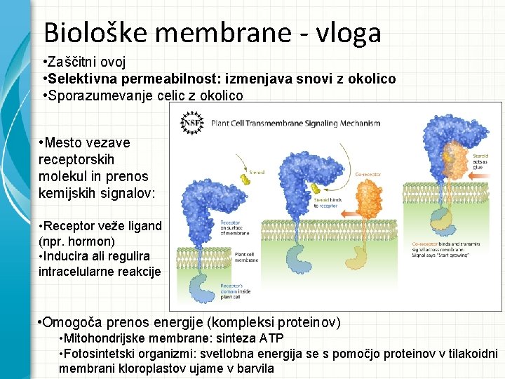 Biološke membrane - vloga • Zaščitni ovoj • Selektivna permeabilnost: izmenjava snovi z okolico