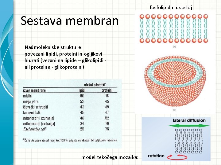 fosfolipidni dvosloj Sestava membran Nadmolekulske strukture: povezani lipidi, proteini in ogljikovi hidrati (vezani na fosfolipidni dvosloj Sestava membran Nadmolekulske strukture: povezani lipidi, proteini in ogljikovi hidrati (vezani na