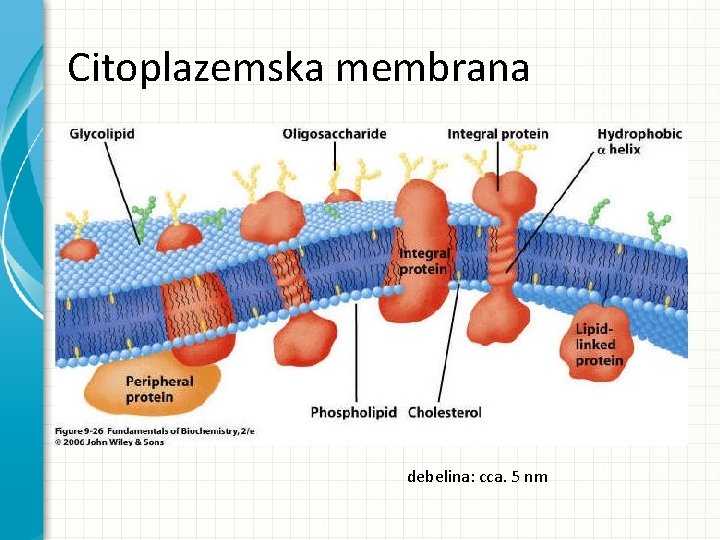 Citoplazemska membrana debelina: cca. 5 nm 