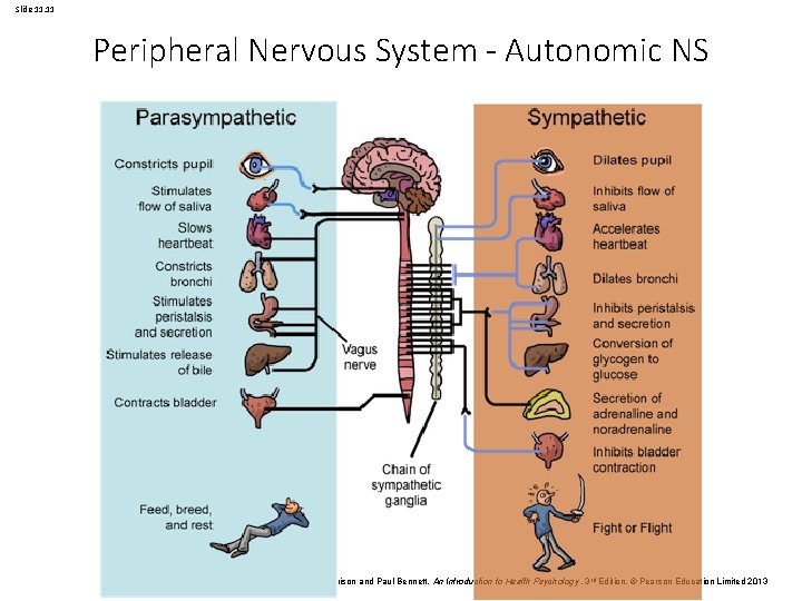 Slide 11. 11 Peripheral Nervous System - Autonomic NS Val Morrison and Paul Bennett,