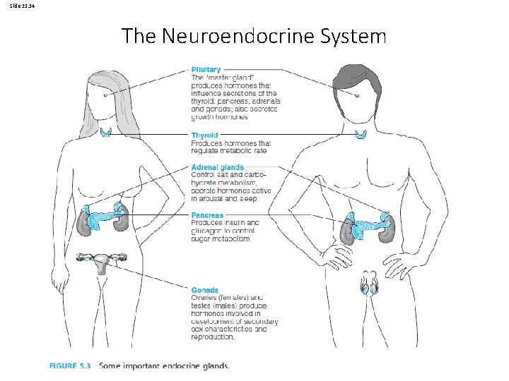 Slide 11. 14 The Neuroendocrine System Val Morrison and Paul Bennett, An Introduction to