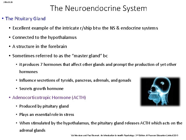 Slide 11. 15 The Neuroendocrine System • The Pituitary Gland • Excellent example of