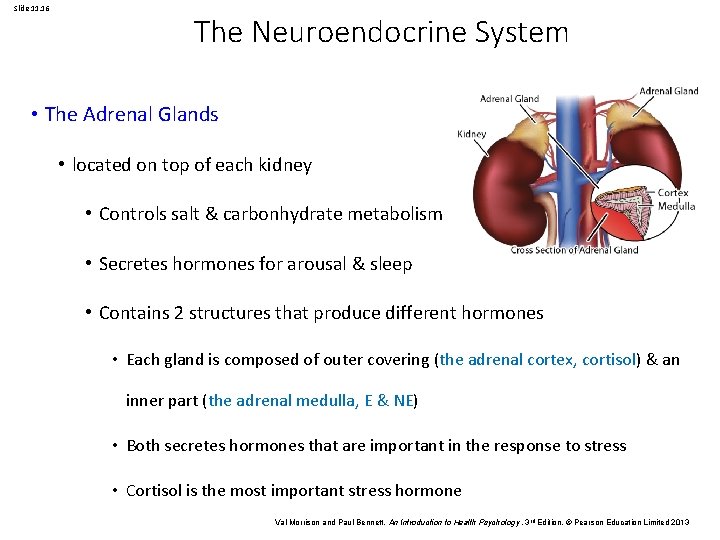 Slide 11. 16 The Neuroendocrine System • The Adrenal Glands • located on top