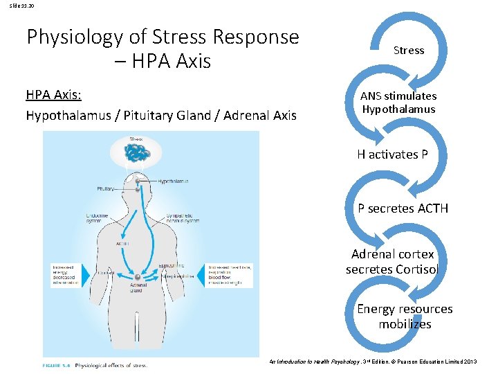 Slide 11. 20 Physiology of Stress Response – HPA Axis: Hypothalamus / Pituitary Gland